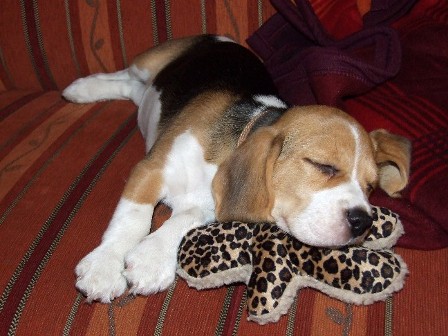 Beaglewelpe Amelie